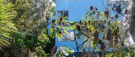 A blue house surrounded by dense foliage.