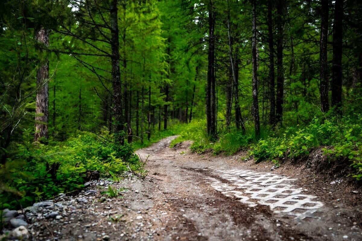 Un sentier forestier avec un couvercle de regard.
