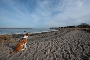 Un perro sentado en una playa arenosa con cielo despejado.