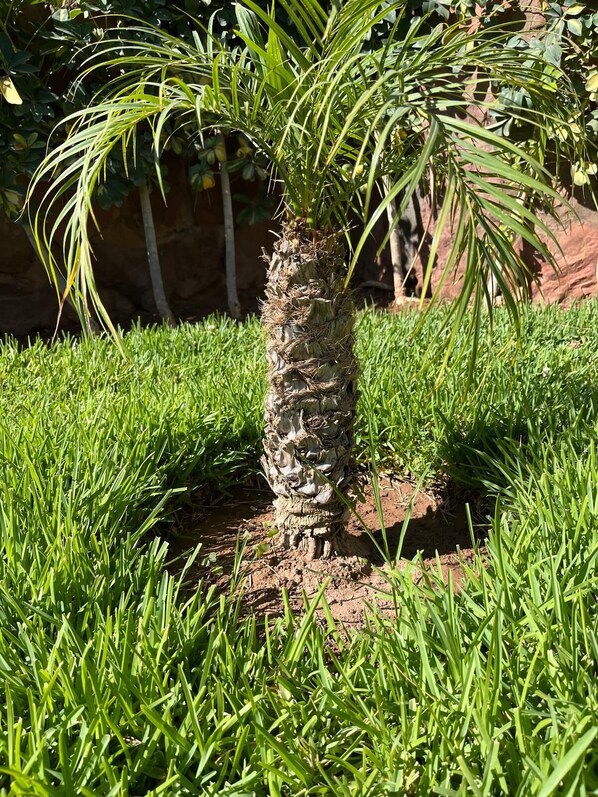 A small palm tree in a grassy area with a rocky background.