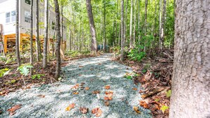 A forest path with trees and fallen leaves.