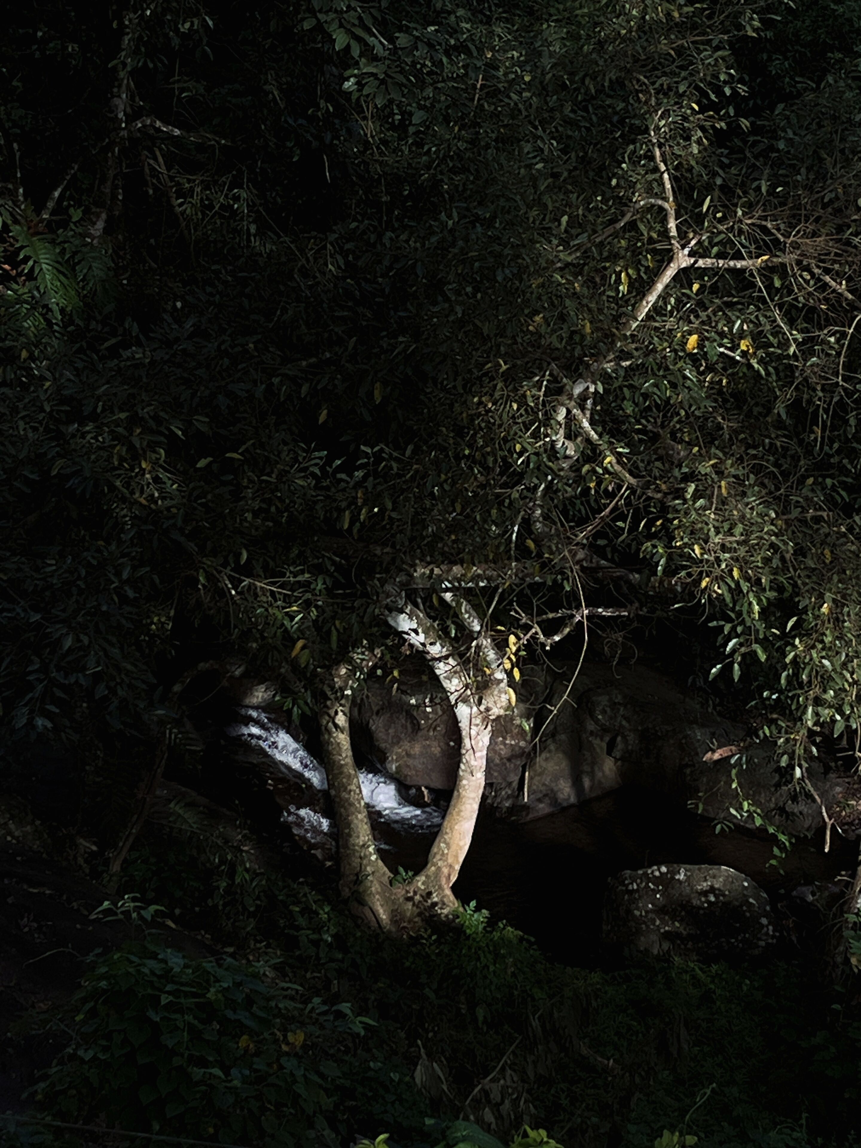 A dense forest with a large tree trunk and branches.