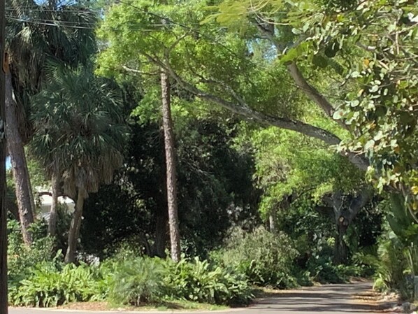 A pathway surrounded by lush greenery and trees. - Private Beach, 2nd Floor studio. Private entrance, bath, walk or bike downtown. (St. Petersburg)
