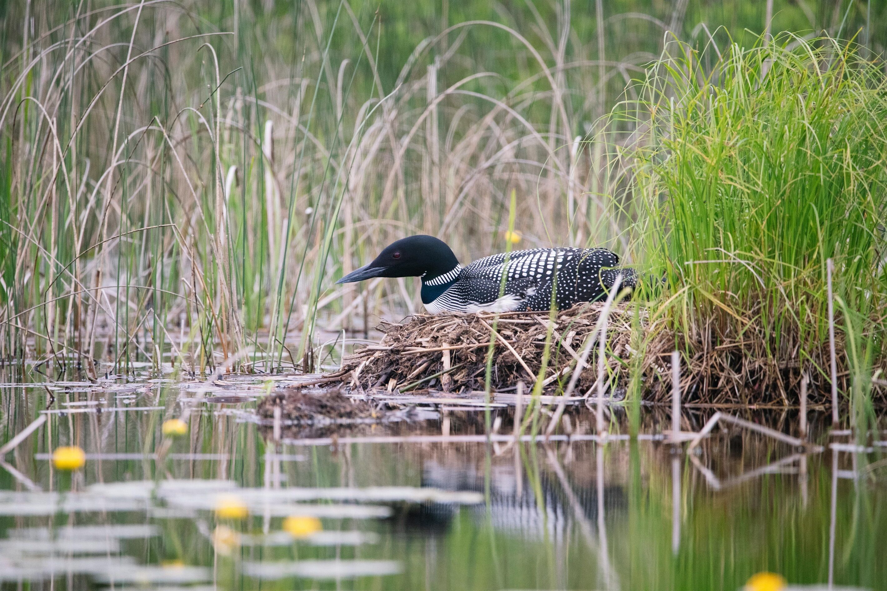 A bird in a nest surrounded by tall grass and water.