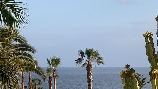Vista costera con palmeras y un cactus, que sugiere un lugar cálido y soleado.