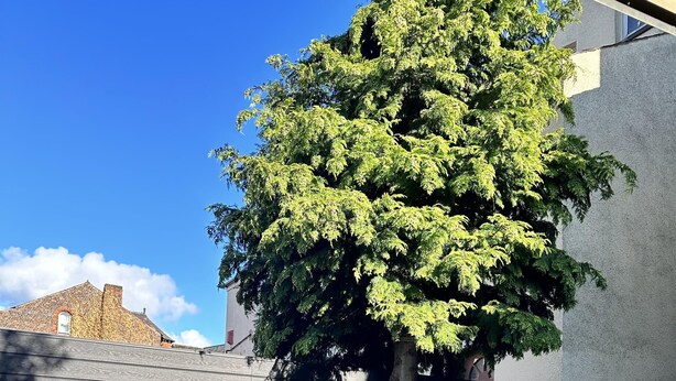Ein Baum in einer angelegten Grünfläche mit einer Steinmauer und einem Gebäude im Hintergrund.