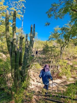 Miscellaneous - Cabaña Amarilla - Rancho Venado Azul (Pescadero)