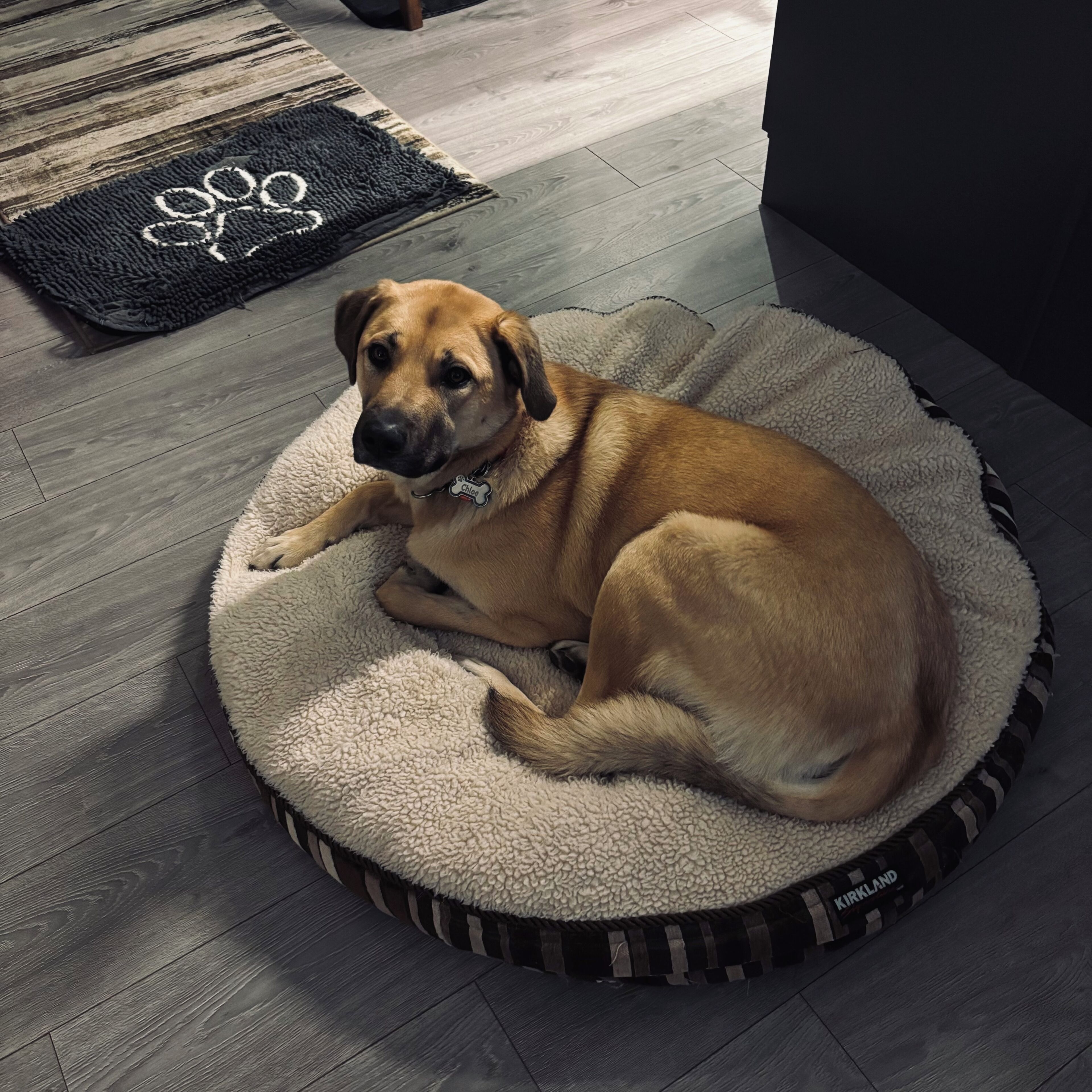 A dog lying on a fluffy dog bed with a leash on the floor.