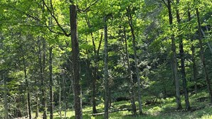 A forested area with a dirt path. - The Rustic Woodzie at Elk Creek Escape (Hillsgrove)