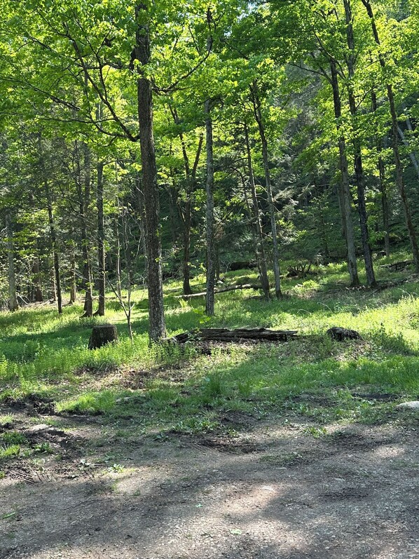 A forested area with a dirt path.