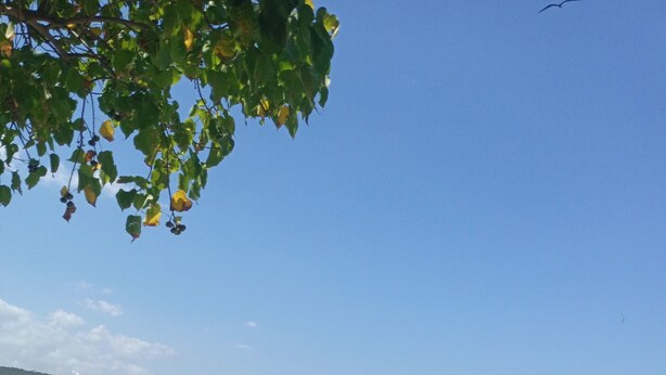 Un bote en un mar turquesa transparente, con una playa de arena y un árbol de hojas verdes al frente.