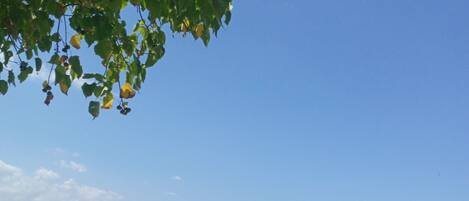 مناشف للشاطئ