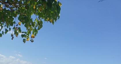 COASTAL ESCAPE -- 1 BR /COZY GARDEN -- BEACH 15MIN WALK