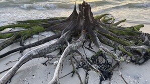 Ein Baumstamm mit Wurzeln, die sich ins Sand erstrecken, nahe am Wasser.