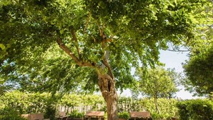 Un espace extérieur bordé d’arbres, avec des bancs et un sol recouvert de gravier.