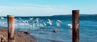 Historic Haven Across From Puget Sound High Speed Internet.