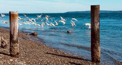 Historic Haven Across From Puget Sound High Speed Internet.