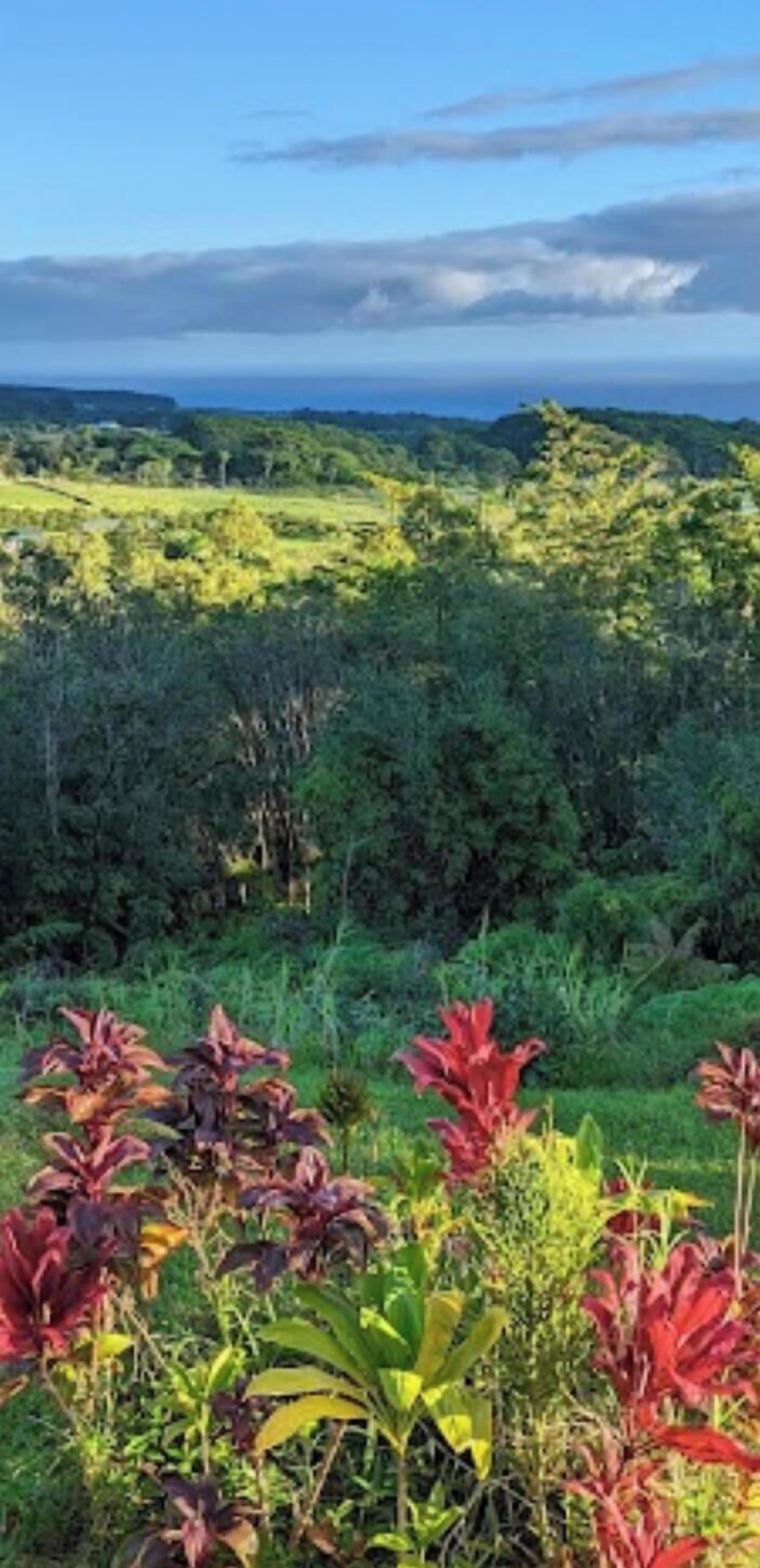 Un paysage luxuriant, avec une végétation dense et une vue lointaine sur l’océan.