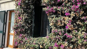 A building facade covered with flowering vines and a window with black shutters. - Villa Presaccia, ground floor apartment (Portoferraio)