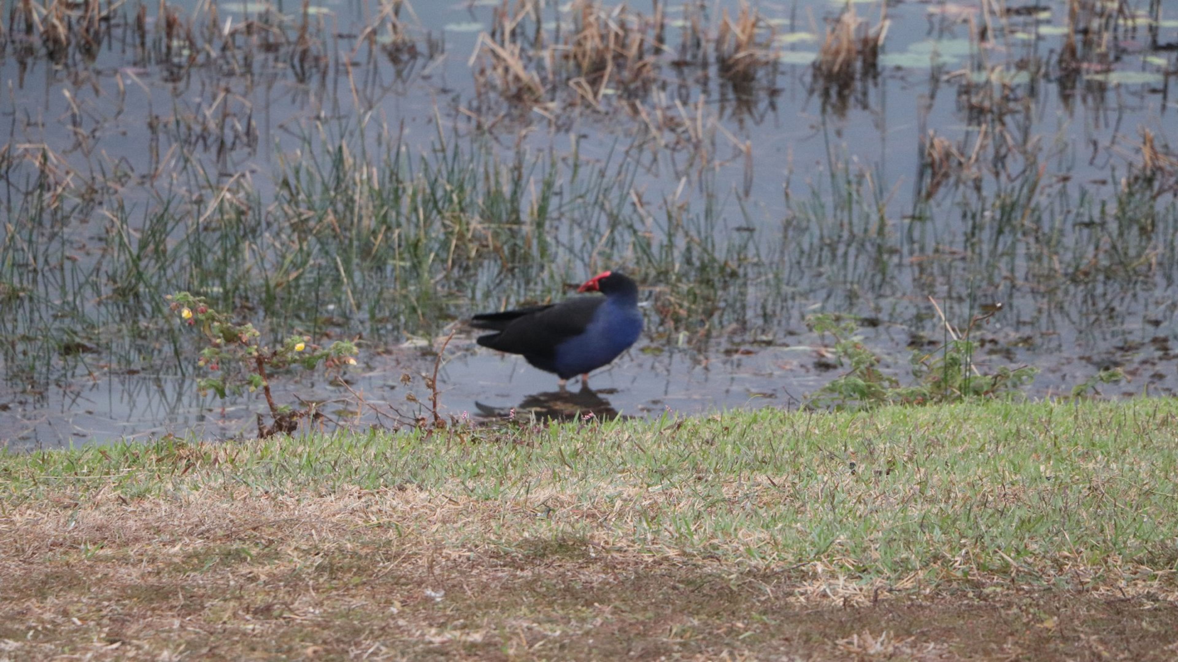 Un oiseau se tient dans une eau peu profonde, avec de l'herbe au premier plan.