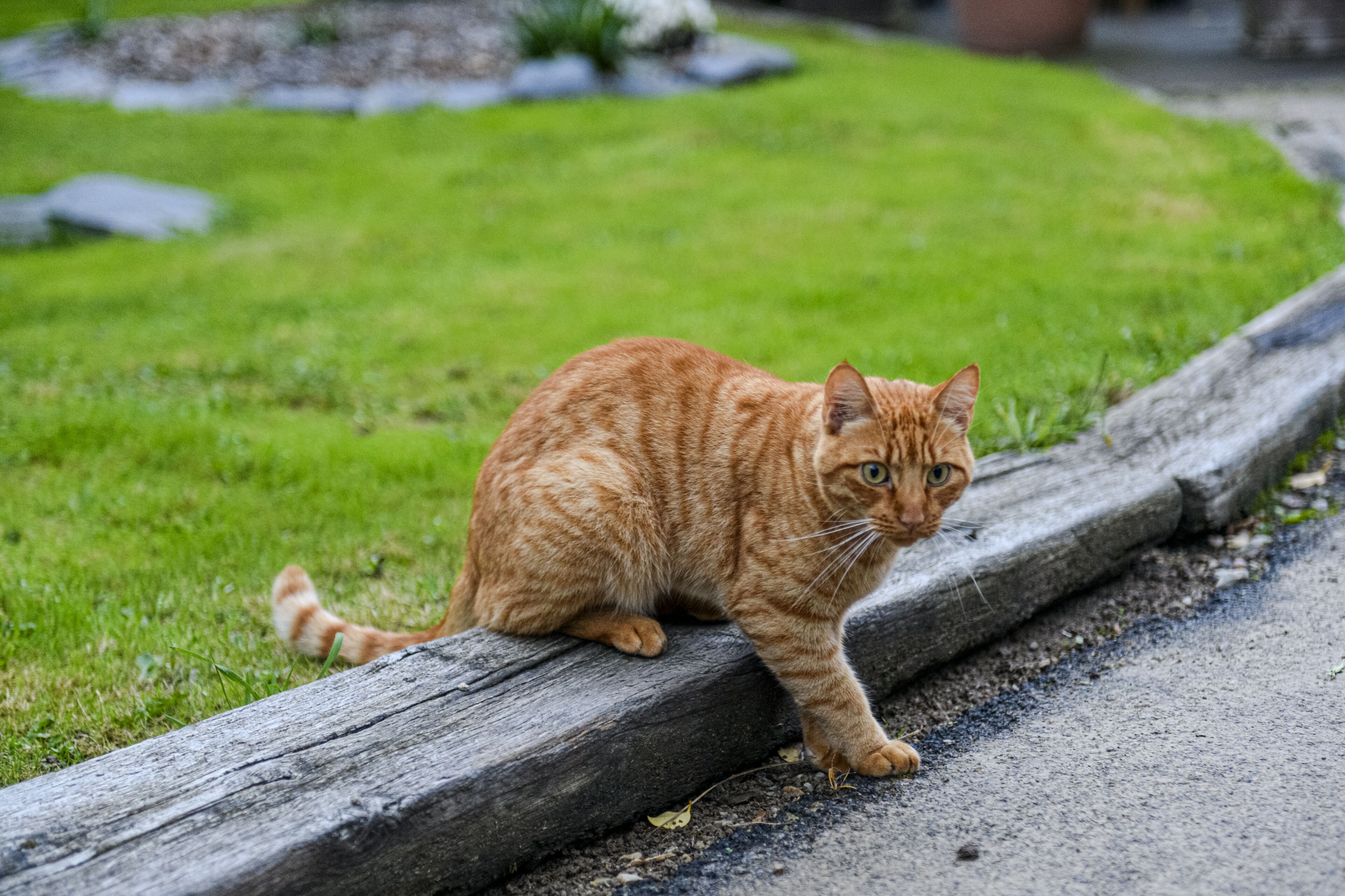 A ginger cat sitting on a wooden log beside a paved path.