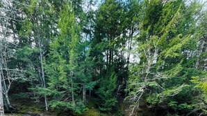 A wooden deck with two red chairs and a stone fire table surrounded by a forested area with a stream. - Riverfront Cottage that offer Incredible views, is pet friendly and private (Tatamagouche)