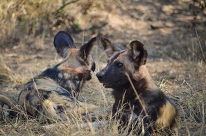 Safari
