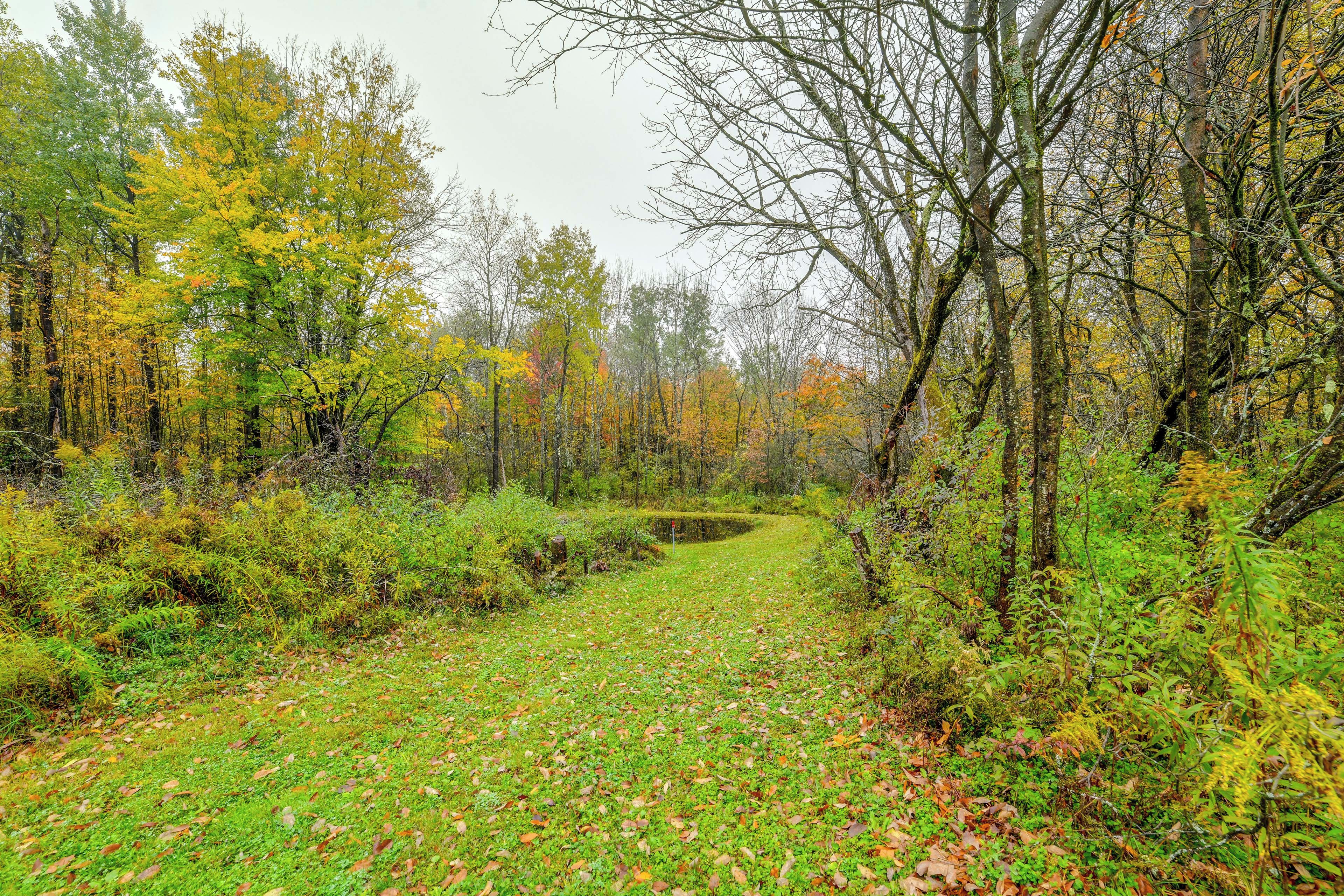 A forest path with trees and underbrush.