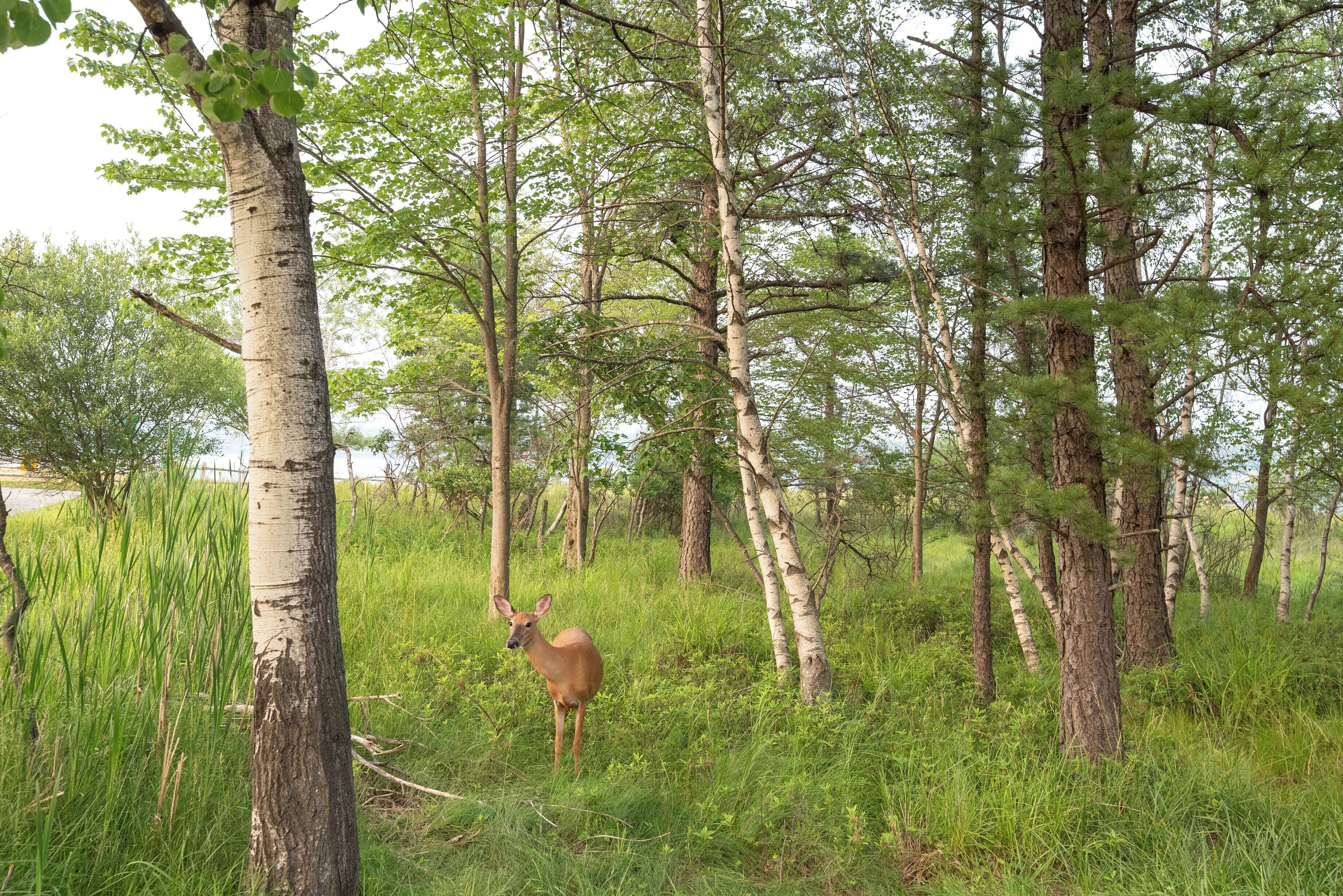 Un ciervo en un bosque de árboles altos y hierba verde.