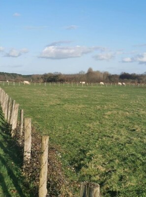 Escape to a serene rural landscape with expansive grassy fields and a peaceful atmosphere.