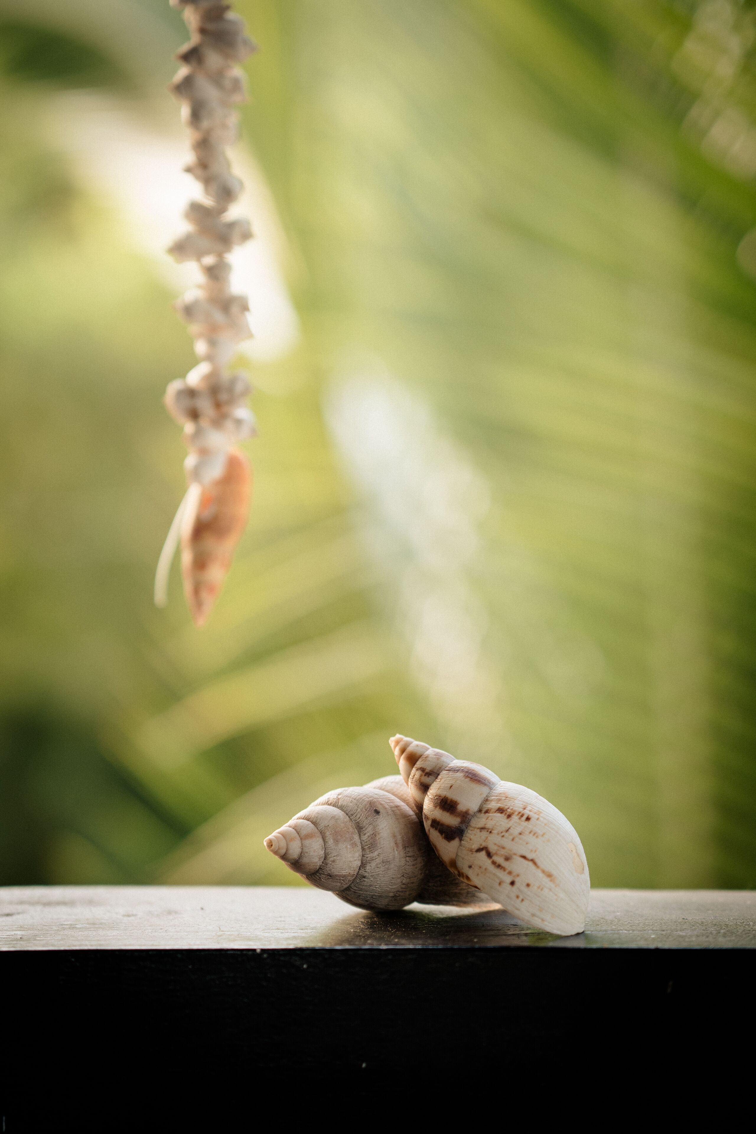 Two snails on a wooden surface with a blurred green background.