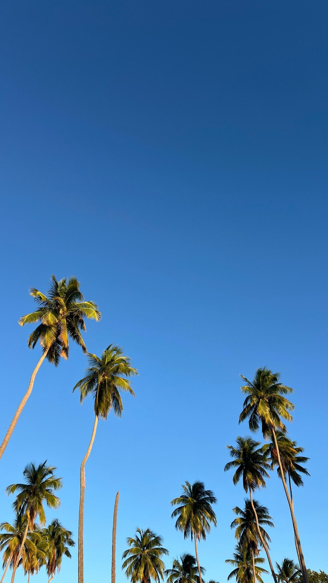A clear blue sky with tall palm trees.