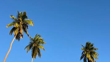 Un cielo azul despejado con altas palmeras.