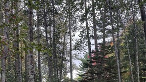 A forested path leading to a cabin. - 4 Seasons Superior Beach House (Marquette)