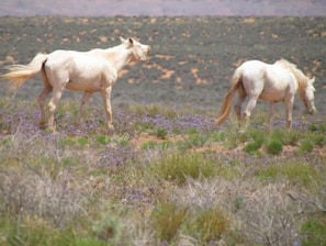 Property grounds - Camping on Route 66 near our Crystal Mountain
(Apache County)