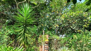 Un jardin avec différentes espèces de plantes et une structure en bois en arrière-plan.