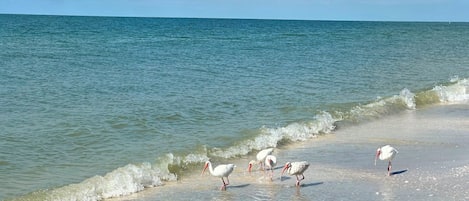 In Strandnähe, Liegestühle, Strandtücher