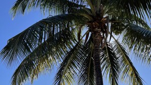 A beach with a palm tree, sandy shore, and ocean waves. - Beautiful Oceanfront  2 bedroom, 2 bath condo Aguada, PR (Aguada)