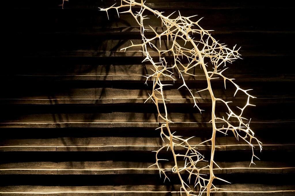 A branch with a complex network of thin, white, twig-like structures against a dark wooden background.