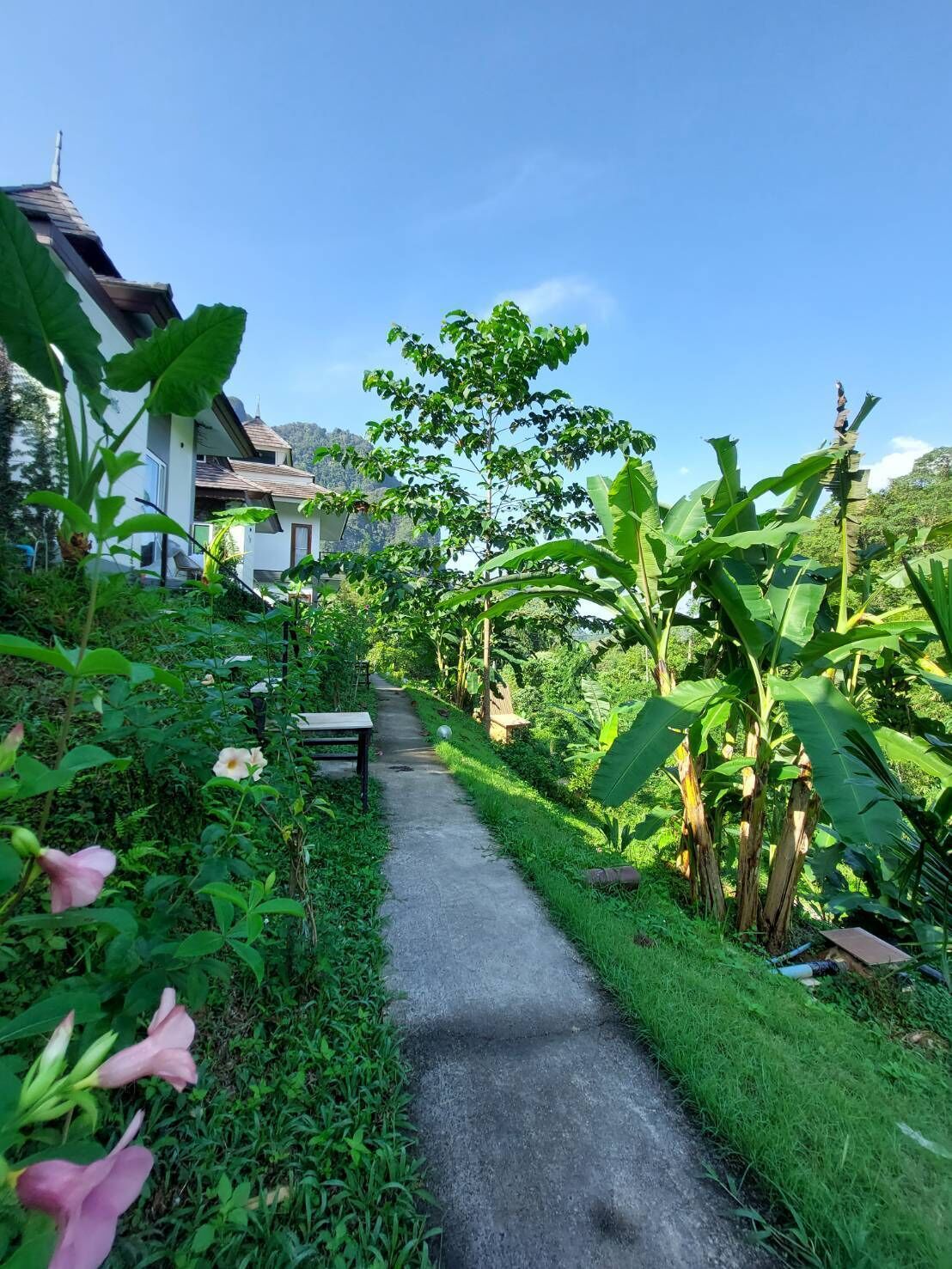 A pathway leading to a house surrounded by lush greenery and banana plants.
