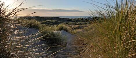 A natural landscape with dunes and grasses.
