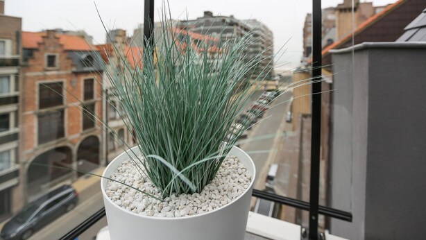 Ein Blumentopf mit langen, grünen Blättern in einem weißen Topf auf einem Balkon mit Blick auf die Stadt.