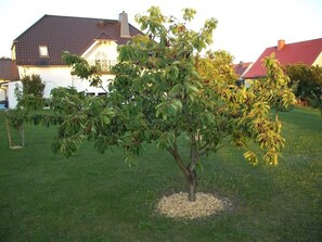 Huone, 1 makuuhuone, parveke, näköala puutarhaan | Puutarha