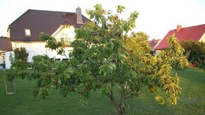 A tree with green leaves and some red fruits in a grassy area with houses in the background. - Room-haus Im Grünen House in the Green (Neuzelle)