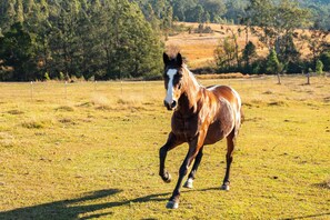 Miscellaneous - Tiny Tallowood by Tiny Away (Glenreagh)