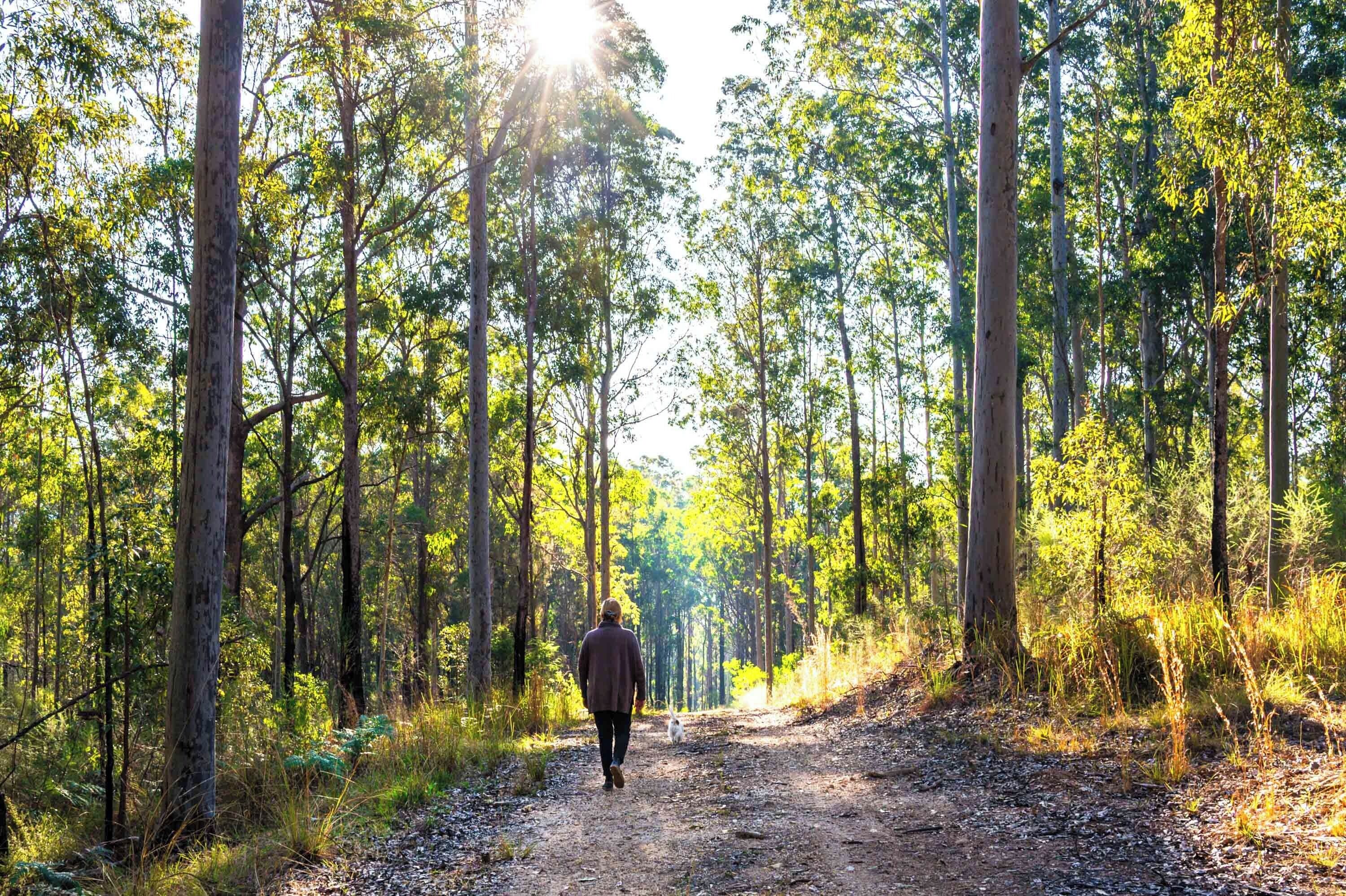 A forest path with a person walking away from the camera.