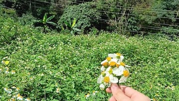Family Tent | Terrace/patio