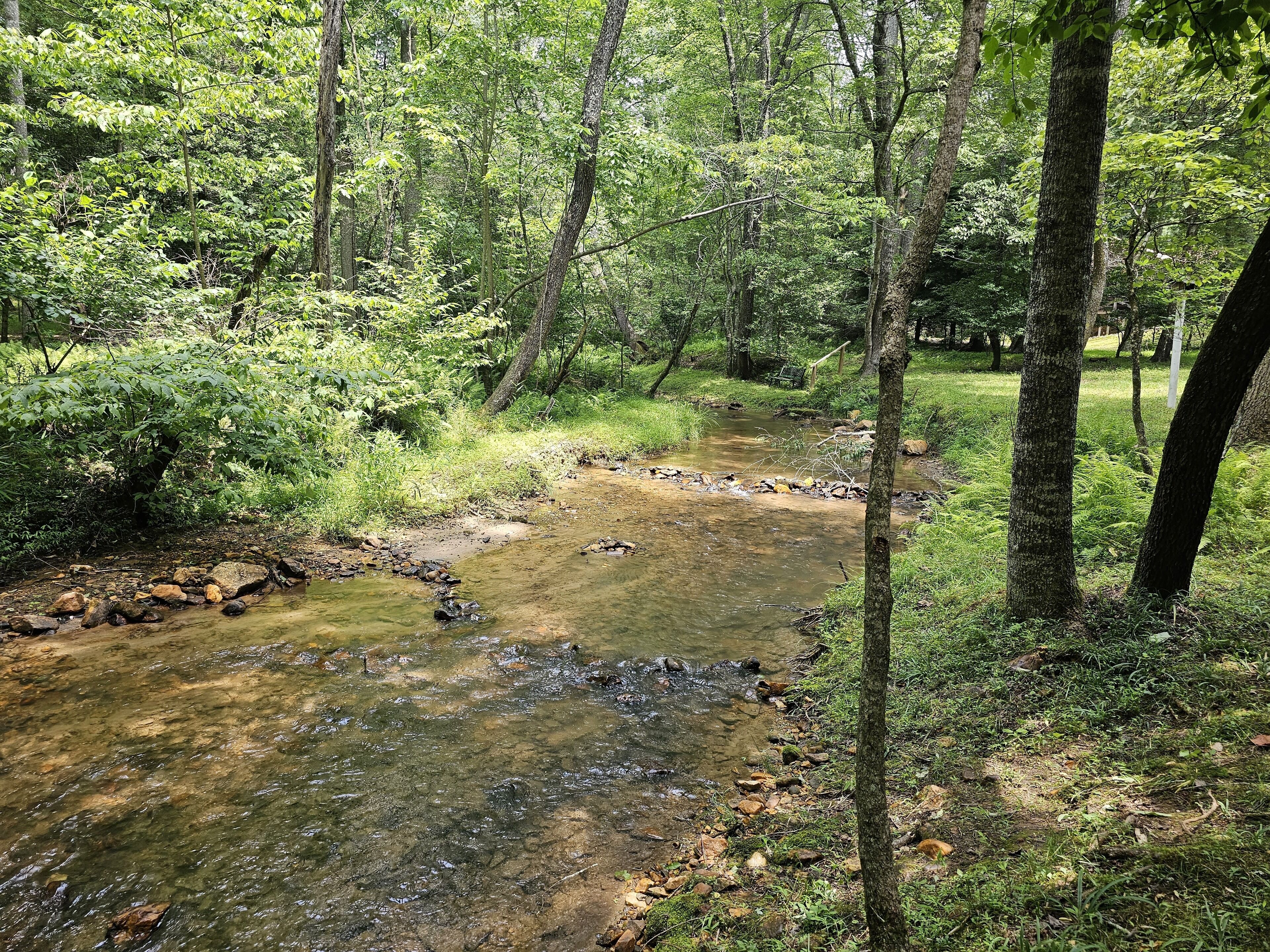 A forested area with a stream, surrounded by trees and vegetation.