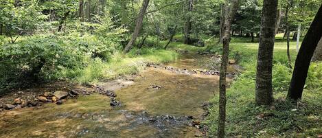 A forested area with a stream, surrounded by trees and vegetation.