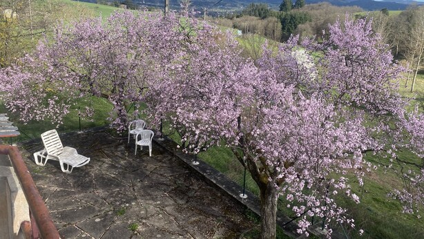 Une terrasse offrant une vue sur un arbre en fleurs et des montagnes lointaines.